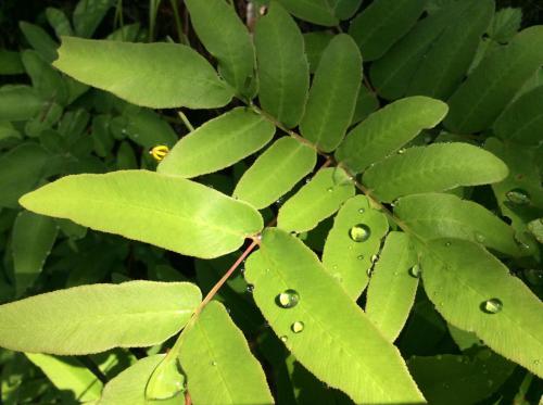 52459034_362184521297322_8271543211739054080_n